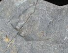 Large Fossil Starfish (Petraster?) - Part/Counterpart #28033-3